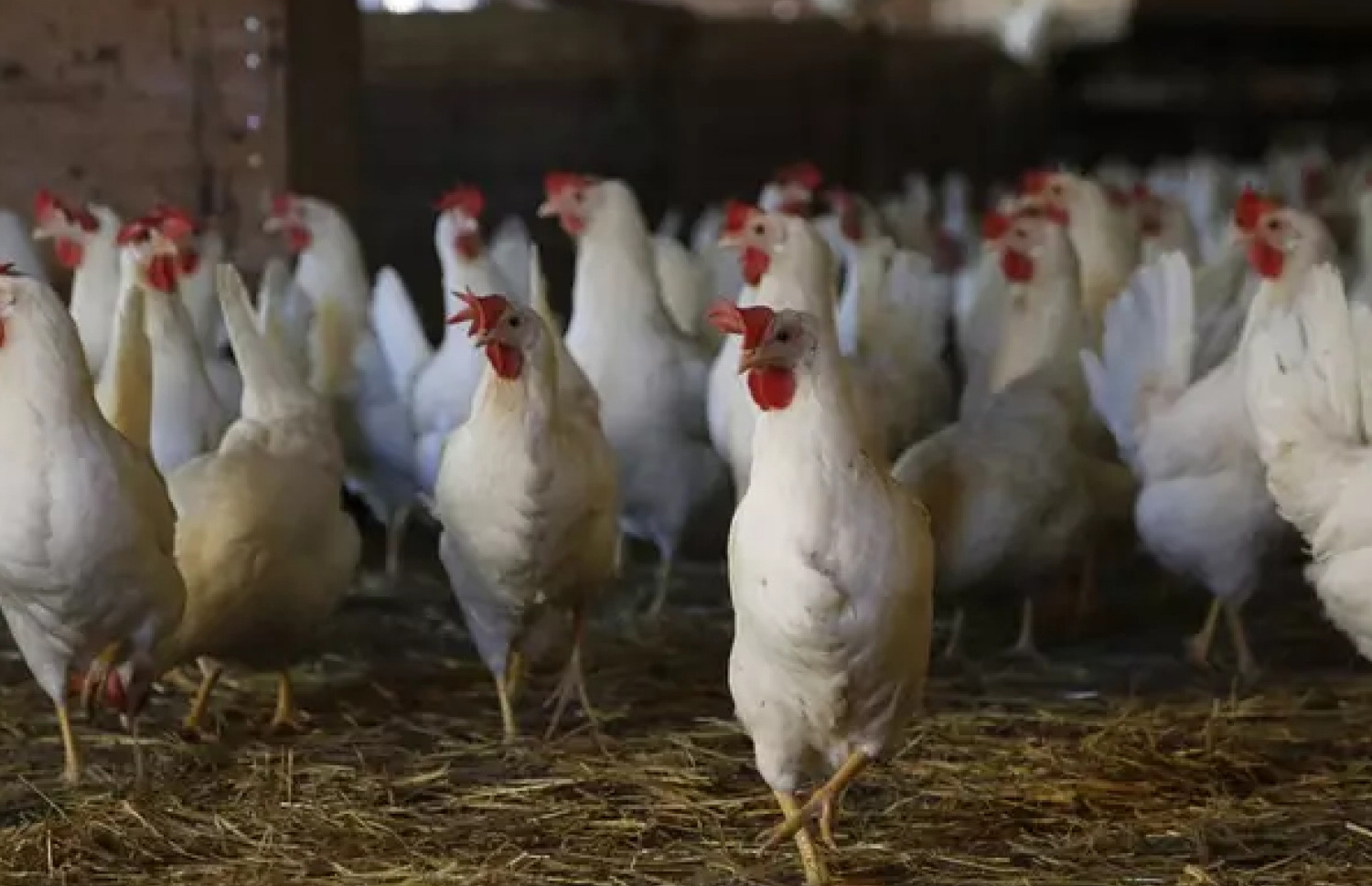 ТОВ «Птахокомплекс «Дніпровський»