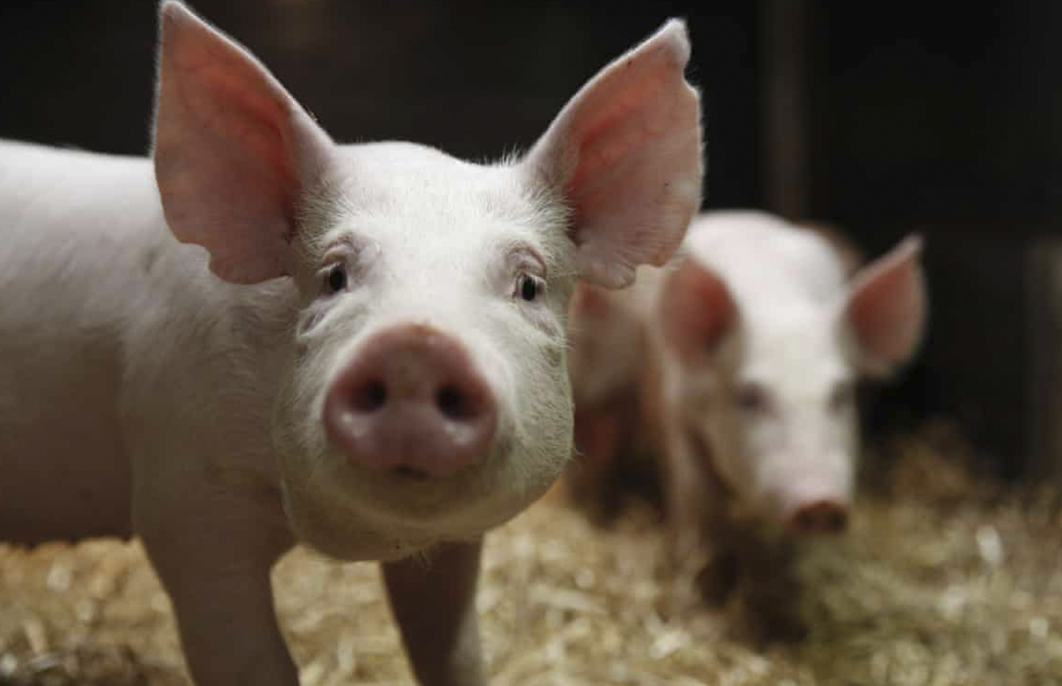 Свинарський комплекс